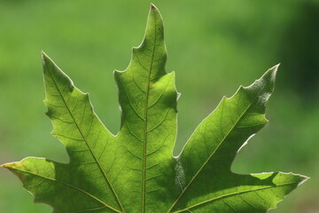 Close up of a plane tree leaf on green background
