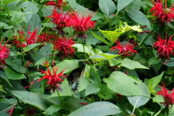 red flowers in the garden