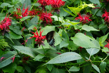 red flowers in the garden