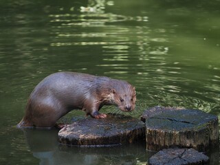 Otter