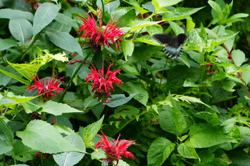 red flowers in the garden