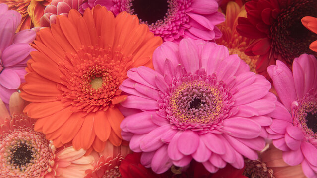 pink and red gerber daisies in seamless background close up