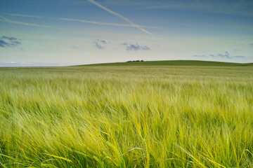 Morning, growth and grass in wheat field for agriculture, sustainability and natural meadow in countryside. Calm landscape, food farming and clouds for plants in Denmark agro environment for farmland