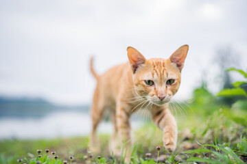 Orange cat walking outside in the grass.