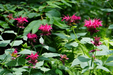 Pink flowers 