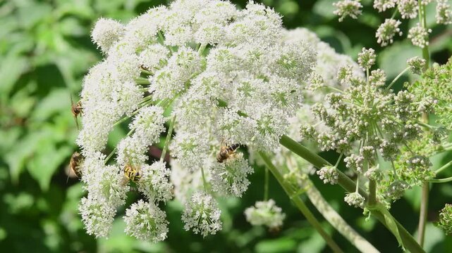 Angelica, medicinal herb with flower in summer in Germany, flower with many insects