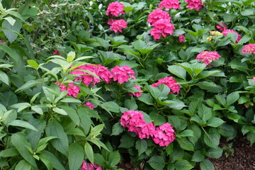 Naklejka premium pink flowers in the garden 