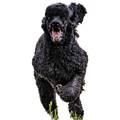 Dog running straight on camera isolated on white background at full speed on competition