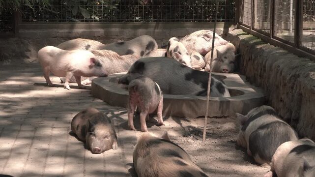 Miniature pigs, also called mini pigs, are small breeds of domestic pig. All domesticated pigs are descended from the European or Asian wild boar. 