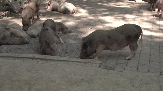 Miniature pigs, also called mini pigs, are small breeds of domestic pig. All domesticated pigs are descended from the European or Asian wild boar. 