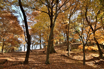 Naklejka premium 秋の紅葉と落ち葉、昼下がりの公園