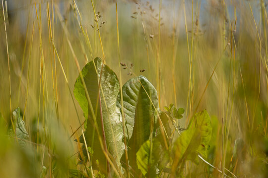 Bl&auml;tter des L&ouml;wenzahn zwischen Halmen von Rispengras, weiches Bokeh,, Perspektive aus Bodenh&ouml;he