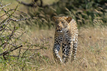 Leopard (Panthera Pardus) hunting. This leopard was hunting  in Mashatu Game Reserve in the Tuli Block in Botswana 