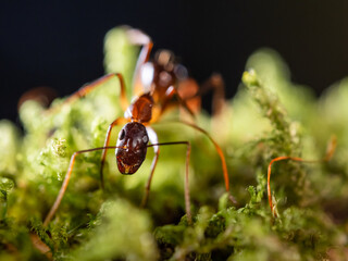 Macro photo of ant on green moss. Close up portrait of insect on dark background.