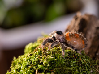 Macro portrait of Tarantula spider. Close up of big hairy Arachnida on green moss.