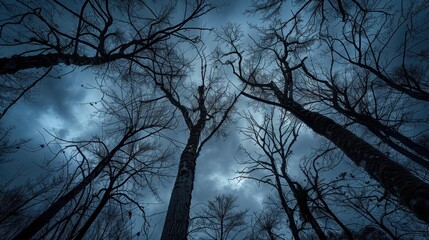 Dramatic view of bare trees against a moody dark sky in a forest setting