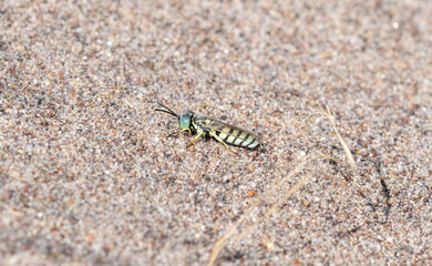 A Sand Wasp From the Microbembex Genus Observed on Colorado's Sandy Terrain