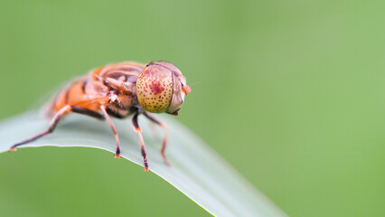 Close-Up of a Fly on a Green Leaf for Nature and Entomology Studies