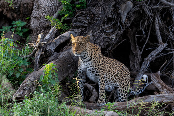 Leopard (Panthera Pardus) hunting. This leopard was hunting  in Mashatu Game Reserve in the Tuli Block in Botswana 