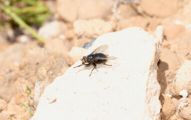 Shiny Blue Bottle Fly Cynomya Cadaverina Encountered in Colorado