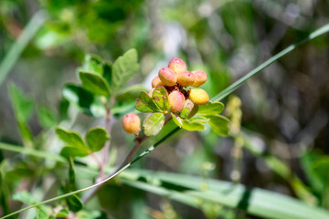 Skunkbush Sumac Rhus trilobata in Full Bloom Amongst Colorado Vibrant Wilderness