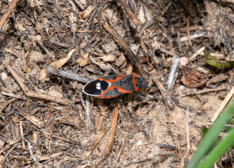 Small Milkweed Bug Lygaeus kalmii Observed Among Natural Soil and Debris in Colorado Environment