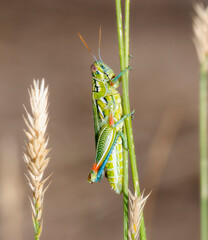 Vibrant Snakeweed Grasshopper Hesperotettix viridis in Colorado Grassland