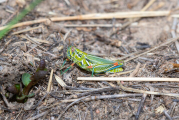 Detailed Close-Up of Snakeweed Grasshopper Hesperotettix Viridis in Colorado