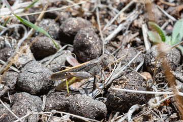 Speckle Winged Rangeland Grasshopper Arphia conspersa on Colorado Soil