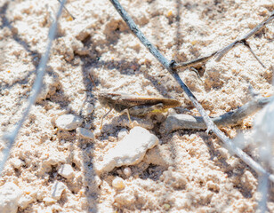 Speckle Winged Rangeland Grasshopper Arphia conspersa on Colorado Soil