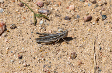 Spotted Wing Grasshopper Cordillacris Occipitalis on Rocky Soil in Colorado