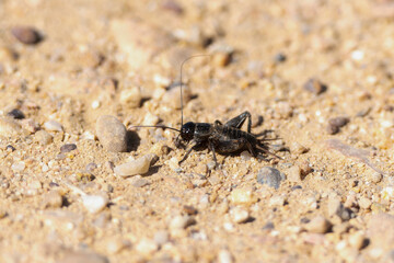 A Spring Field Cricket Gryllus Veletis on Colorado Soil During Springtime