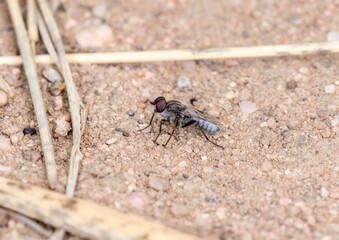 Stiletto Fly From the Therevidae Family Found on Sandy Soil in Colorado