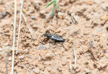 A Stiletto Fly From the Family Therevidae Perched on Sandy Soil in Colorado