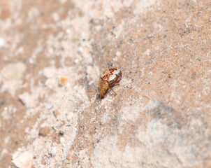 A Sumac Flea Beetle Blepharida rhois in Colorado