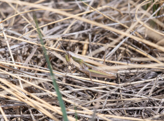 Velvet Striped Grasshopper Eritettix Simplex Camouflaged Amongst Dry Grass in Colorado