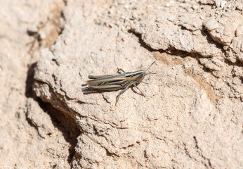 Velvet Striped Grasshopper Eritettix Simplex Perched on Soil in Colorado During Warm Afternoon