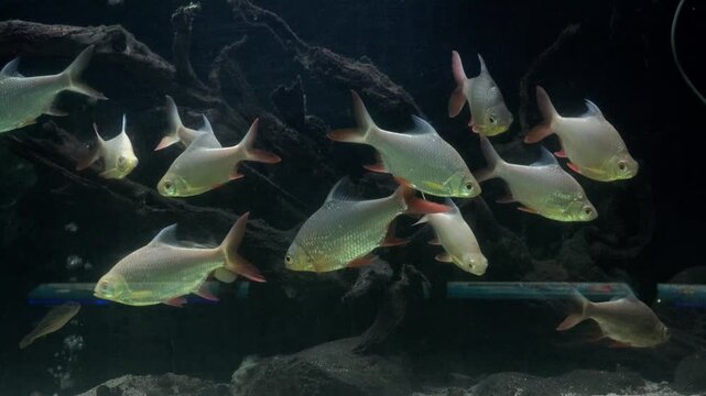 Footage of a mother orangutan and her child in a cage