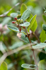 Close-Up View of Western Snowberry Symphoricarpos occidentalis Plants in Colorado
