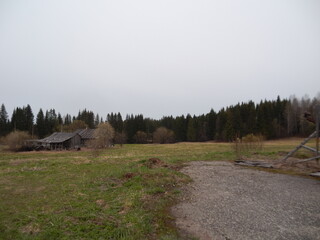 morning in the forest