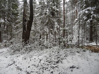 forest in winter