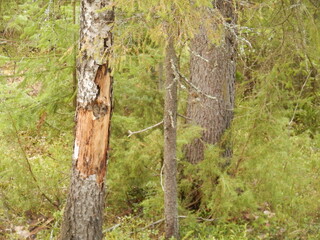 tree trunk in a forest