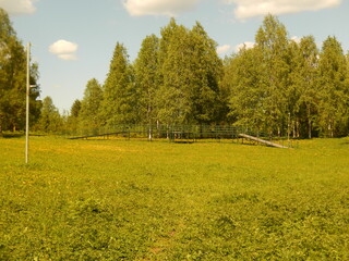 field of yellow flowers