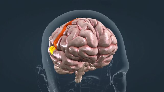Anatomy and parts of cortical centres of the brain