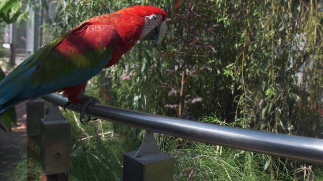 Ara chloropterus red and green macaw resting on a perch in zoo park. High quality 4k footage