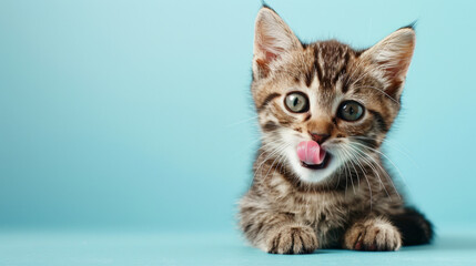 Obraz premium A playful and hungry tabby kitten eating and licking its lips with tongue. Isolated on a baby blue pastel background.