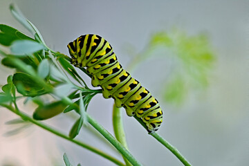 Eastern Black Swallowtail (Papilio polyxenes) butterfly caterpillar feeding on rue
