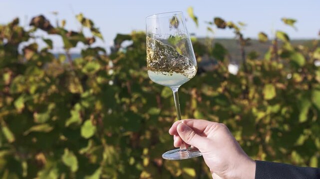 The hand of a professional sommelier taster holds a crystal glass filled with white wine, shakes it in a circular motion to enrich oxygen and also promote the development of taste