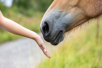 Kennenlernen mit einem Pferd am Maul © Stefan Werner