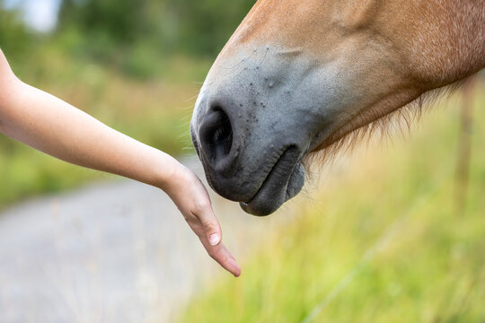 Kennenlernen mit einem Pferd am Maul